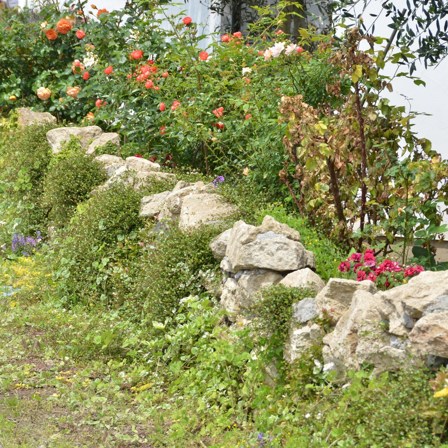 天然石 / コッツウォルズストーン・ロッカリー(クリーム) 20キロ